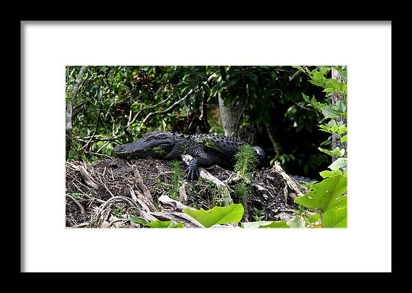 American Alligator Framed Print featuring the photograph Sleeping Alligator by Barbara Bowen