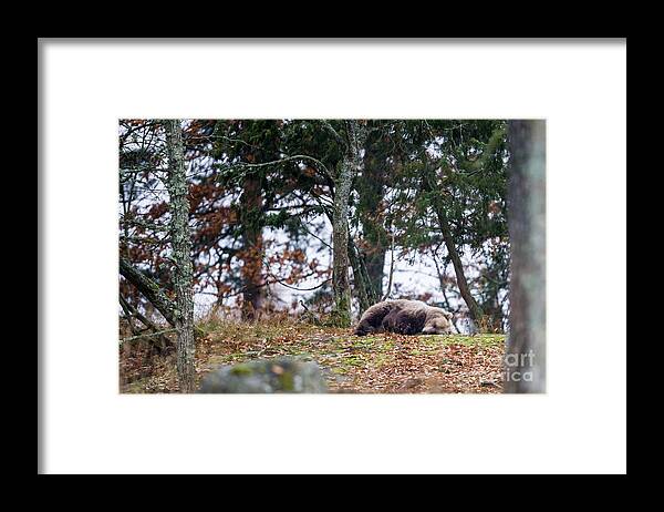 Bear Framed Print featuring the photograph Sleeping Bear by Torbjorn Swenelius