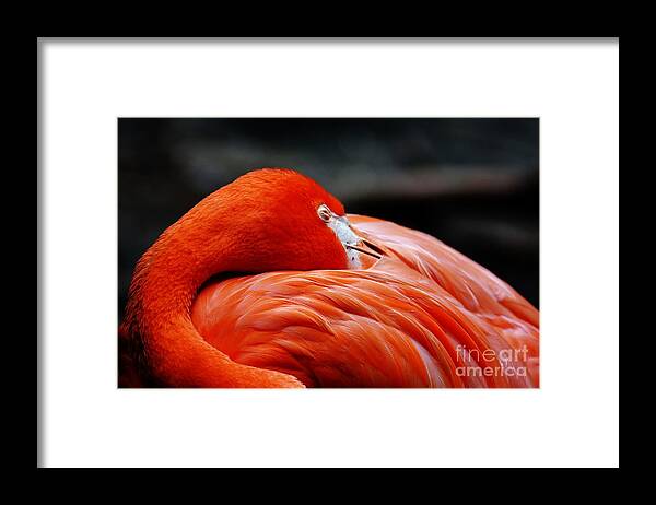 Sleeping Flamingo Framed Print featuring the photograph Sleeping Beauty by Julie Adair