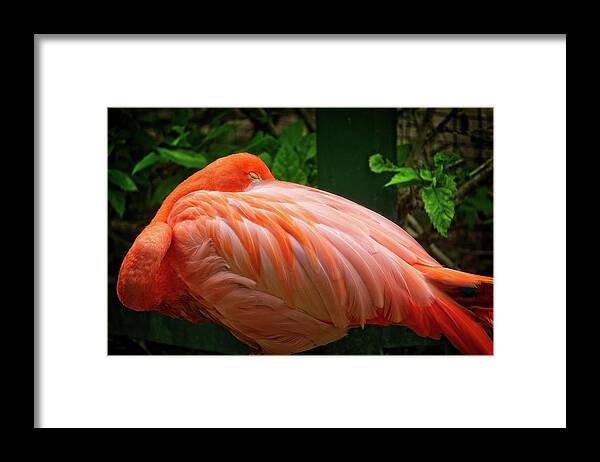 Flamingo Framed Print featuring the photograph Sleeping Beauty by Martin Naugher