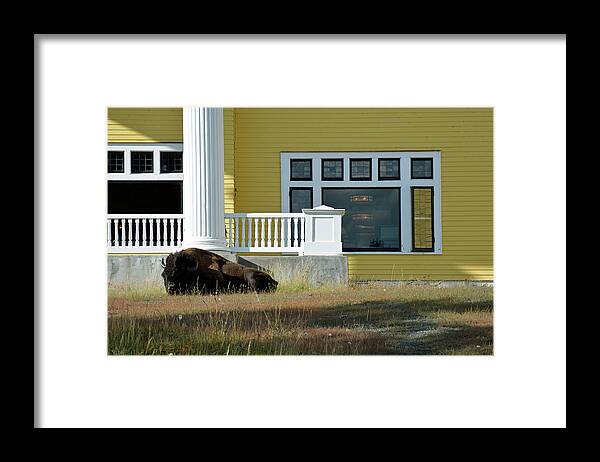 Yellowstone River Framed Print featuring the photograph Sleeping Bison at Lake Yellowstone Hotel by Bruce Gourley