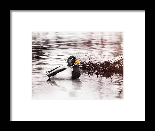 Duck Framed Print featuring the photograph Sleeping Duck by Jaroslav Buna