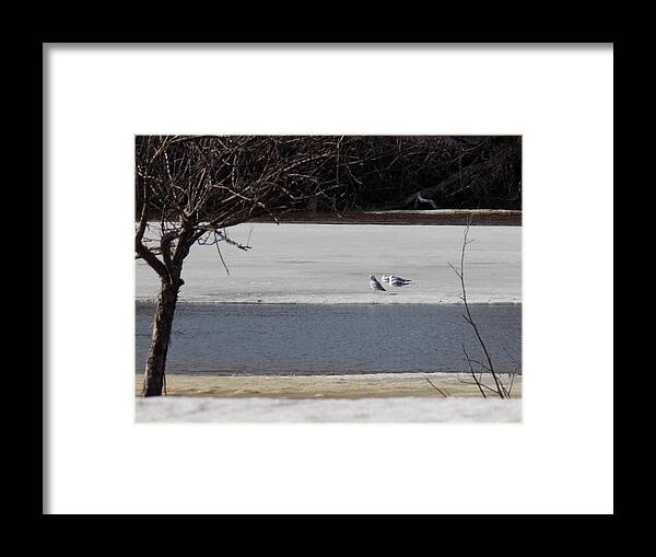 Caribou Mill Pond Framed Print featuring the photograph Sleeping Seagulls by William Tasker