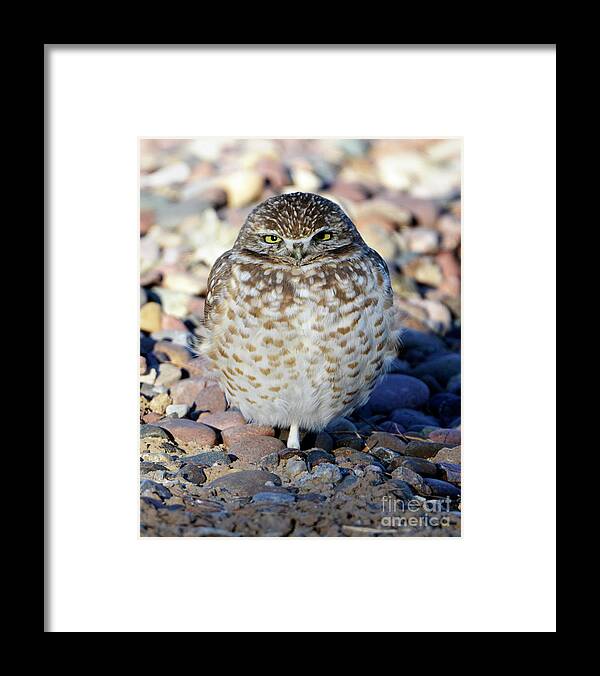 Denise Bruchman Framed Print featuring the photograph Sleepy Burrowing Owl by Denise Bruchman