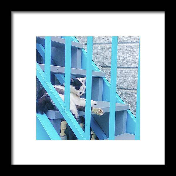 Blue Framed Print featuring the photograph Sleepy Cat by Rei Oguri