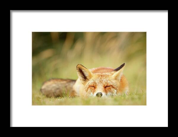 Red Fox Framed Print featuring the photograph Sleepy Fox is Sleepy III by Roeselien Raimond