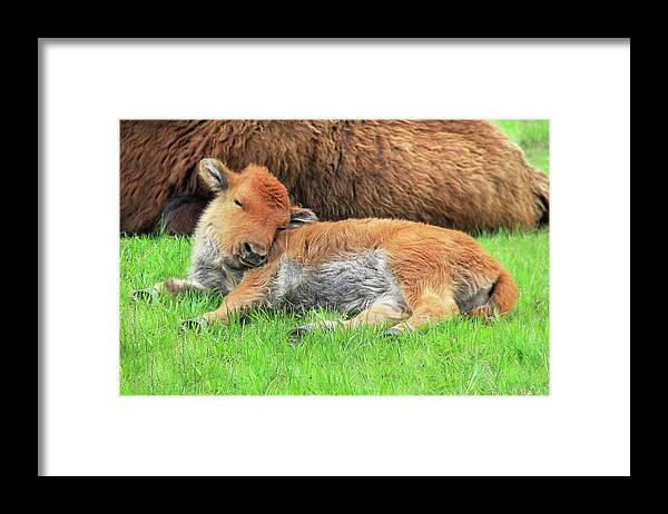 Buffalo Framed Print featuring the photograph Sleepy Head Buffalo Calf by Jennie Marie Schell