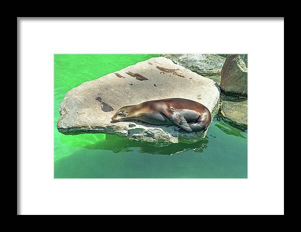 Animal Framed Print featuring the photograph Sea Lion On A Rock by Tom Potter