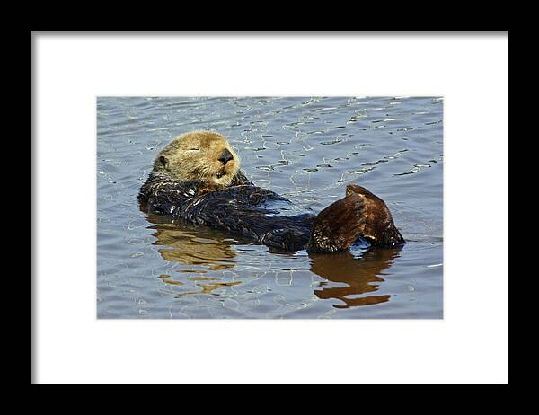 Photography By Suzanne Stout Framed Print featuring the photograph Sleepy Sea Otter by Suzanne Stout
