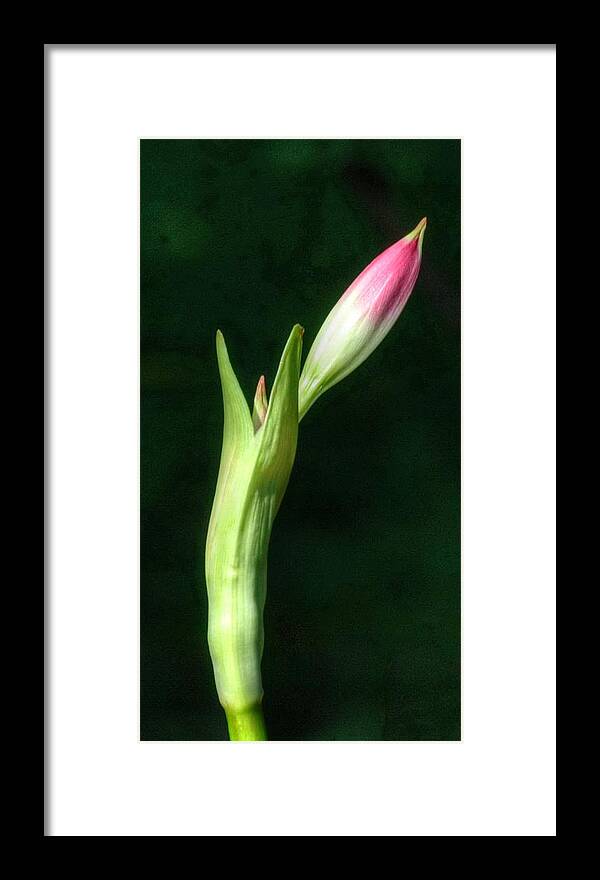 Budding Flower Framed Print featuring the photograph Slender Bud by Richard Omura
