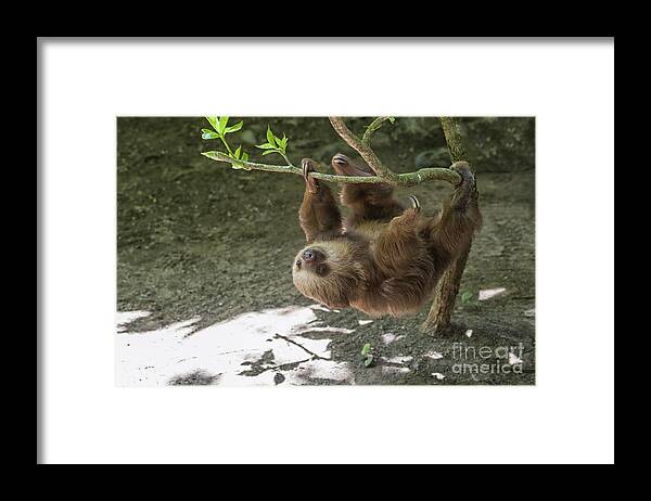 Two Framed Print featuring the photograph Sloth in tree by Patricia Hofmeester
