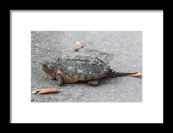 Turtle Framed Print featuring the photograph Slow Crossing 3 March 2018 by D K Wall