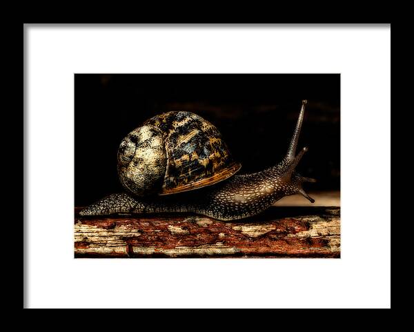Birds & Animals Framed Print featuring the photograph Slow Mover by Nick Bywater