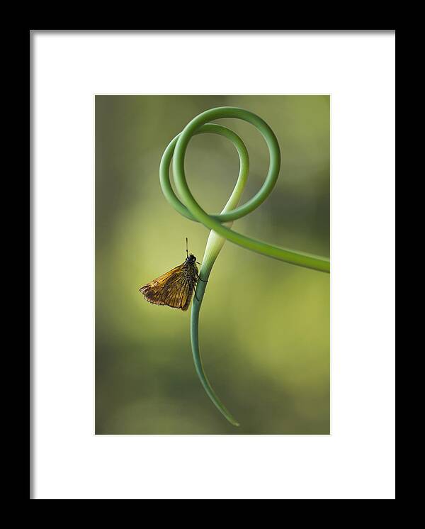 Insect Framed Print featuring the photograph Small butterfly sitting on garlic flower by Jaroslaw Blaminsky
