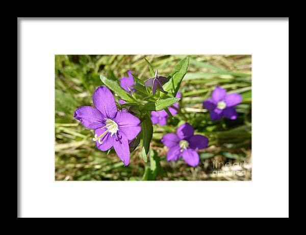 A Path Of Petals Framed Print featuring the photograph Small Mauve Flowers by Jean Bernard Roussilhe