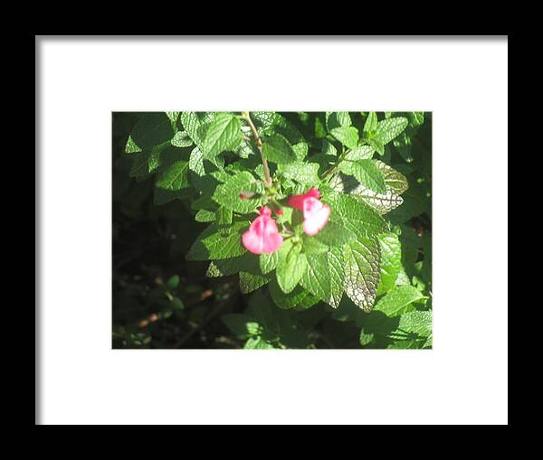 Flowers Framed Print featuring the photograph Small pink flowers by Anamarija Marinovic
