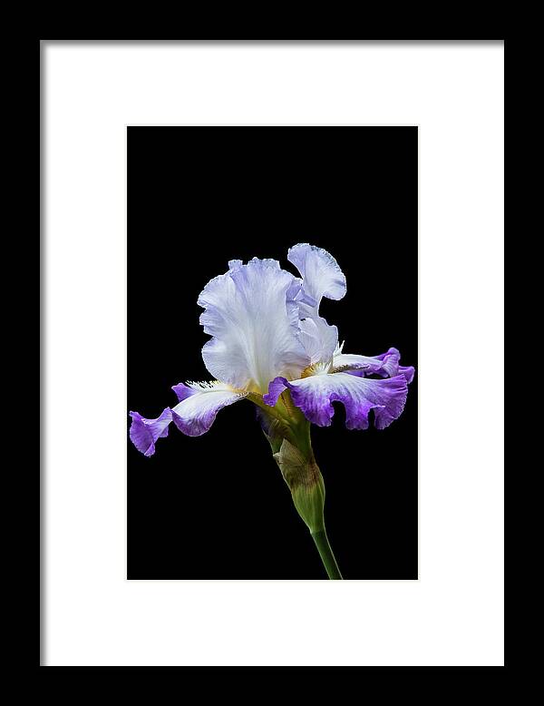 Iris Framed Print featuring the photograph Small Purple and White Iris by M