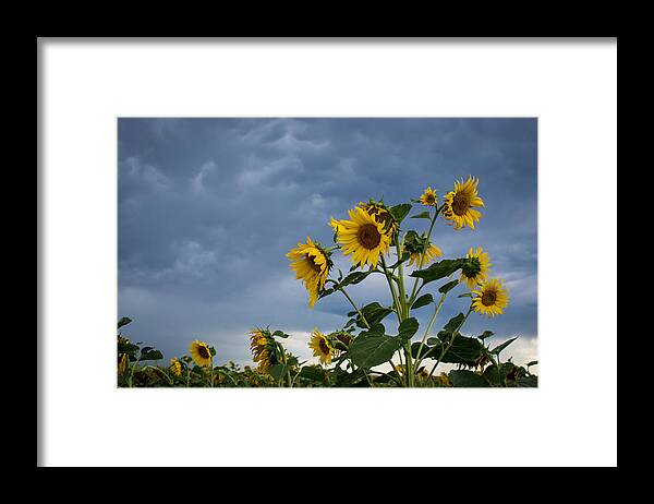 Sunflowers Framed Print featuring the photograph Small Sunflowers by Stephen Holst