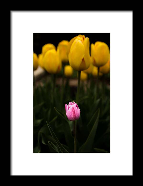 Jay Stockhaus Framed Print featuring the photograph Small Tulip by Jay Stockhaus