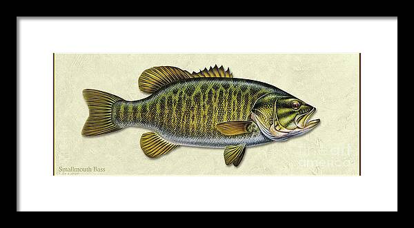 Jon Q Wright Smallmouth Bass Fishing Fish Tackle River Lake Fish Print Poster Framed Print featuring the painting Smallmouth Bass ID by Jon Q Wright