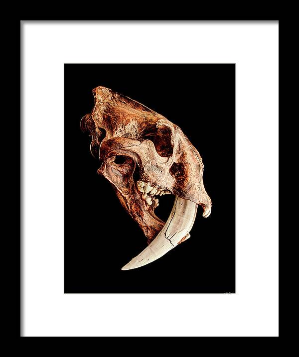 Smilodon Fatalis Framed Print featuring the photograph Smilodon fatalis Skull 1 by Weston Westmoreland