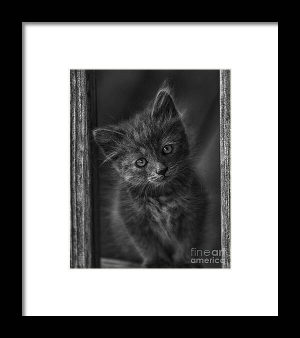 Seven Weeks Old Framed Print featuring the photograph Take me home please by David Zanzinger