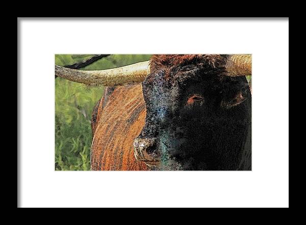 Longhorns Framed Print featuring the photograph Smokey by Toma Caul