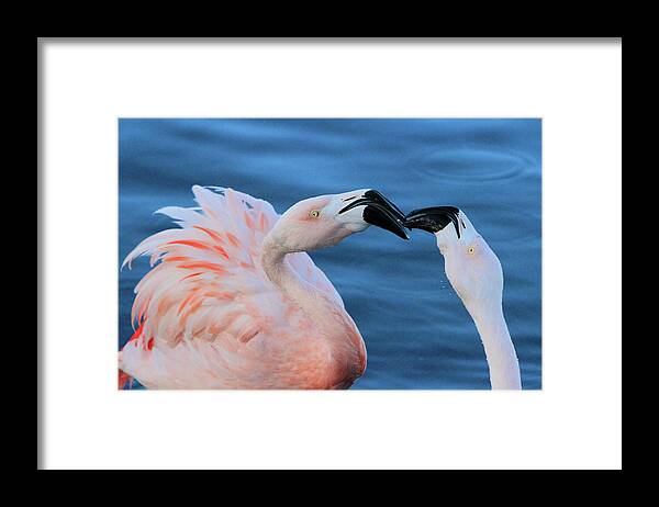 Flamingo Framed Print featuring the photograph Smooches by Shoal Hollingsworth