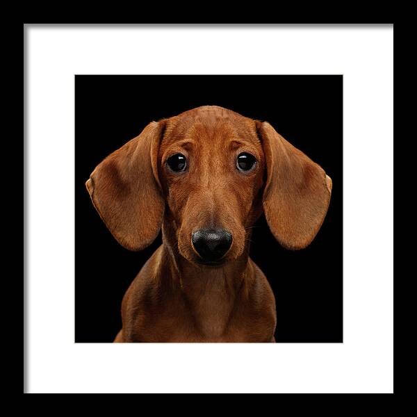 Smooth-haired Framed Print featuring the photograph Smooth-haired Dachshund by Sergey Taran