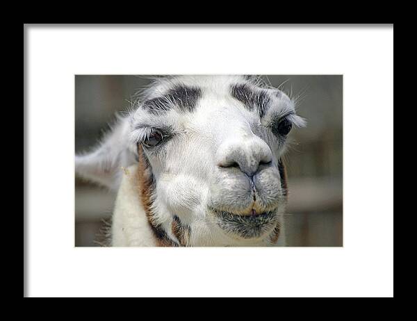 Llama Framed Print featuring the photograph Smug Llama by Kenneth Albin