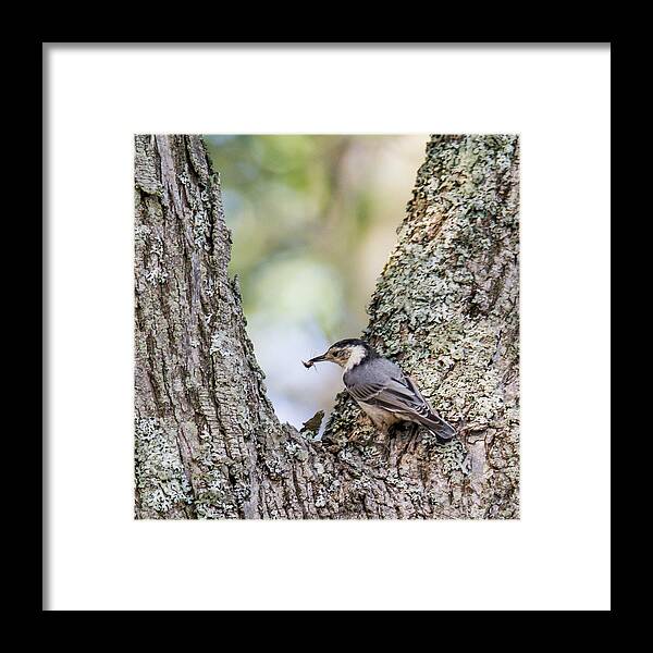 Nuthatch Framed Print featuring the photograph Snack Time by Darryl Hendricks