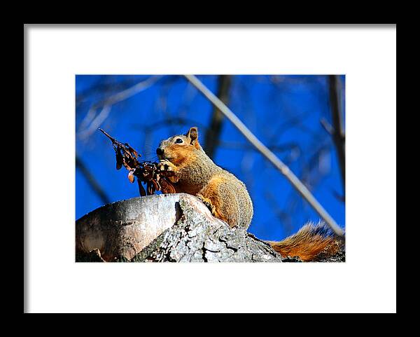 Squirrel Framed Print featuring the photograph Snack time by Jean Evans
