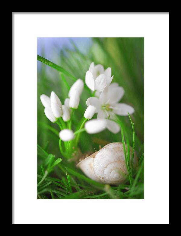 Snail Framed Print featuring the photograph Snail and white flowers by Giovanni Allievi