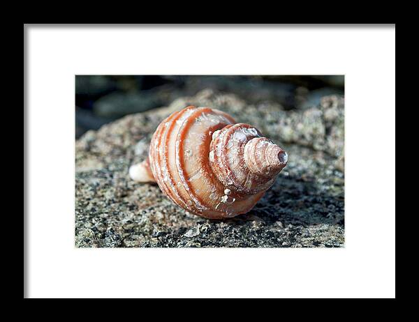 Shell Framed Print featuring the photograph Snail Shell 4 by Cathy Mahnke