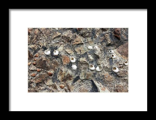 Abstract Framed Print featuring the photograph Snail shells in the wall by Michal Boubin