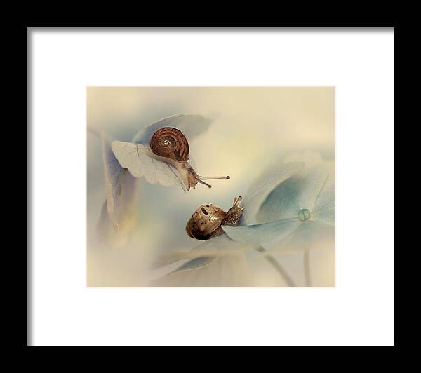 Snail Framed Print featuring the photograph Snails by Ellen Van Deelen