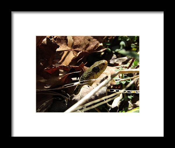 Snake Framed Print featuring the photograph Snake in Nature by Jeremiah Wilson