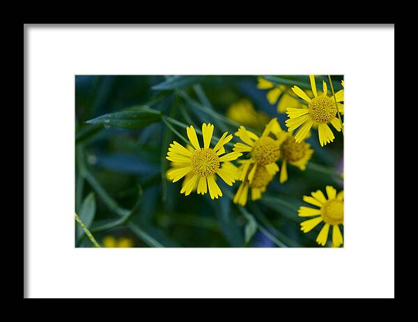 Abstract Framed Print featuring the photograph Sneezeweed by Jack R Perry