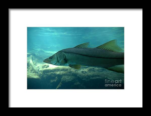 Snook Framed Print featuring the photograph Snook by Kathi Shotwell