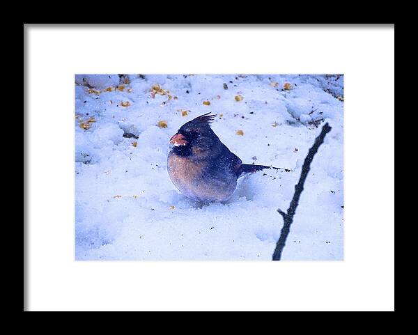 Cardinal Framed Print featuring the photograph Snow Bird by Theresa Campbell