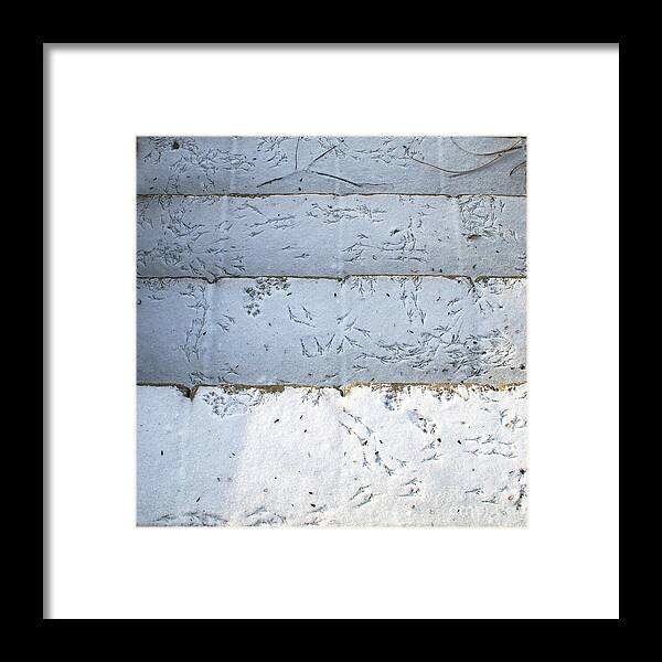 Snow Framed Print featuring the photograph Snow Bird Tracks by Karen Adams