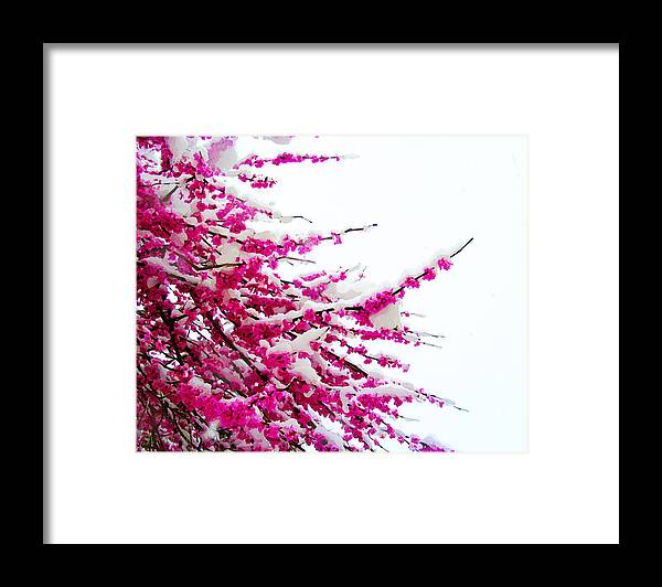 Susan Vineyard Framed Print featuring the photograph Snow Blossoms by Susan Vineyard