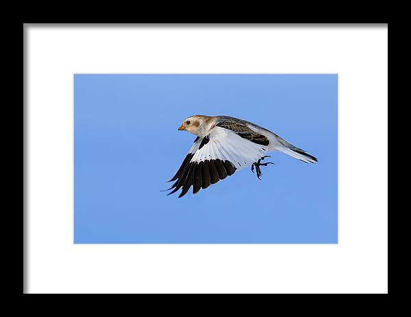 Bunting Framed Print featuring the photograph Snow Bunting in flight by Mircea Costina Photography