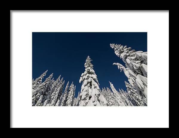 Tree Framed Print featuring the photograph Snow Covered Trees 2 by Pelo Blanco Photo
