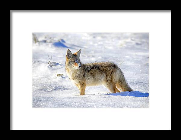 Coyote Framed Print featuring the photograph Snow Dog by Aaron Whittemore