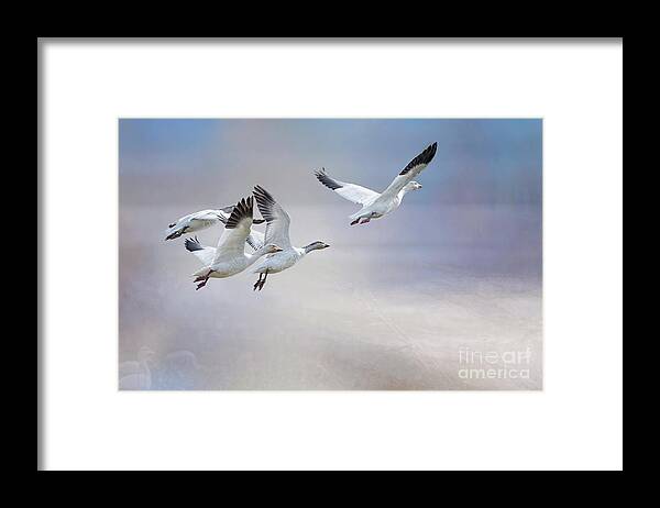 Snow Geese Framed Print featuring the photograph Snow Geese in Flight by Bonnie Barry