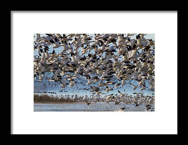 Wild Natural Framed Print featuring the photograph Snow Geese Lift Off by Mark Miller
