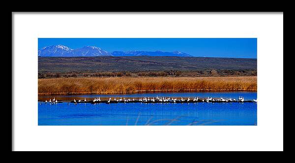 Snow Geese Framed Print featuring the photograph Snow Geese Panorama by Greg Norrell