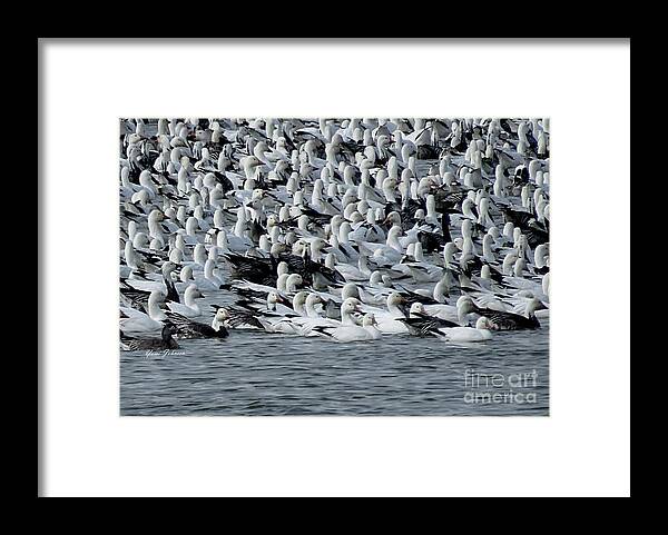 Birds Framed Print featuring the photograph Snow Goose by Yumi Johnson