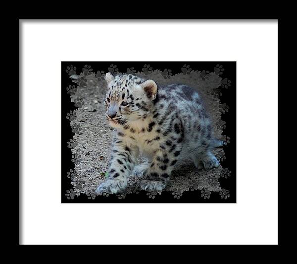 Terry Deluco Framed Print featuring the photograph Snow Leopard Cub Paws Border by Terry DeLuco